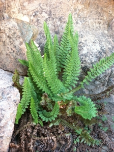 fern in rocks top of Red Hill